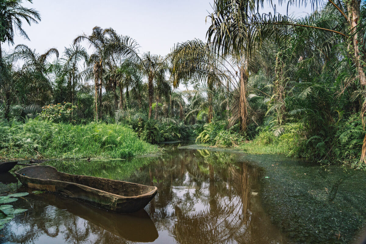 Mangrove du Bénin