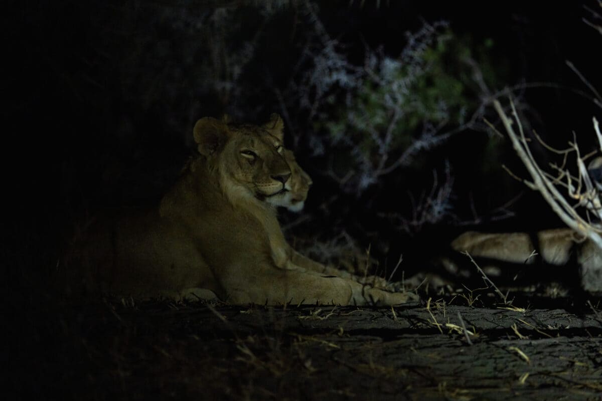 Lions lors d'un safari de nuit